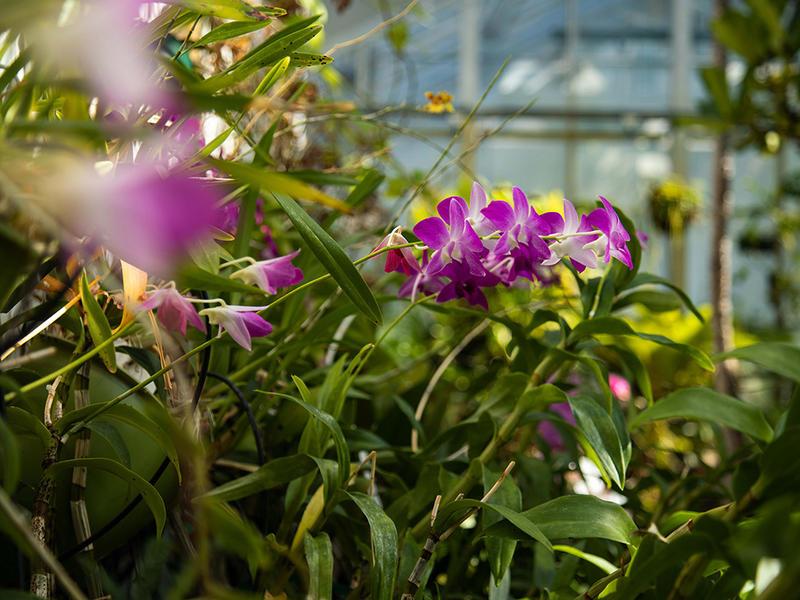 Photograph of purple flowers grown in the Barnard greenhouse